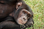 CHI 02 MC0008 01
Close-Up Of Chimpanzee Resting On Grass Kenya