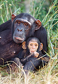 CHI 02 MH0001 01
Close-Up Of Mother And Baby Chimpanzees Laying In Savanna Africa