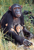 CHI 02 MH0002 01
Close-Up Of Mother And Baby Chimpanzees Sitting In Savanna Africa
