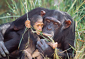 CHI 02 MH0003 01
Close-Up Of Mother And Baby Chimpanzees Eating Grass In Savanna Africa