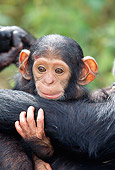 CHI 02 MH0004 01
Close-Up Of Baby Chimpanzee Holding Onto Mother In Savanna Africa