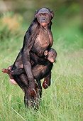 CHI 02 MH0006 01
Baby Chimpanzee Holding Onto Mother In Savanna Africa