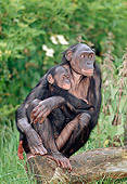 CHI 02 MH0007 01
Baby Chimpanzee Holding Onto Mother In Savanna Africa