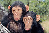 CHI 02 MH0008 01
Close-Up Of Two Juvenile Chimpanzees Hugging In Savanna Africa