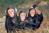 CHI 02 MH0010 01
Group Of Juvenile Chimpanzees Sitting In Savanna Africa