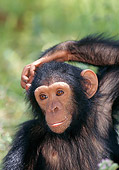 CHI 02 MH0011 01
Close-Up Of Juvenile Chimpanzee Scratching Head In Savanna Africa