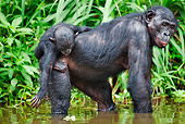 CHI 02 MH0012 01
Bonobo Chimpanzee Mother And Baby Cooling Off In Water