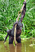 CHI 02 MH0014 01
Bonobo Chimpanzee Mother And Baby Cooling Off In Water