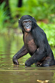 CHI 02 MH0015 01
Bonobo Chimpanzee Cooling Off In Water