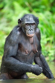 CHI 02 MH0016 01
Bonobo Chimpanzee Cooling Off In Water
