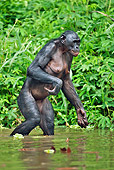 CHI 02 MH0017 01
Bonobo Chimpanzee Cooling Off In Water