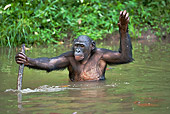 CHI 02 MH0018 01
Bonobo Chimpanzee Cooling Off In Water