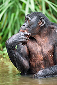 CHI 02 MH0019 01
Bonobo Chimpanzee Cooling Off In Water