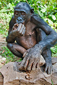 CHI 02 MH0020 01
Bonobo Chimpanzee Using Rock To Break Open Nuts