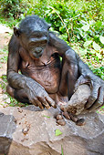 CHI 02 MH0021 01
Bonobo Chimpanzee Using Rock To Break Open Nuts