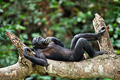 CHI 02 MH0022 01
Bonobo Chimpanzee Resting In Tree