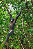 CHI 02 MH0023 01
Bonobo Chimpanzee Swinging Through Trees In Rainforest