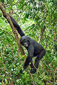CHI 02 MH0024 01
Bonobo Chimpanzee Swinging Through Trees In Rainforest