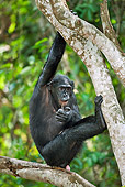 CHI 02 MH0025 01
Bonobo Chimpanzee Swinging Through Trees In Rainforest