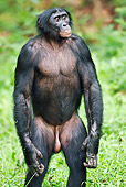 CHI 02 MH0026 01
Portrait Of Bonobo Chimpanzee Standing In Rainforest