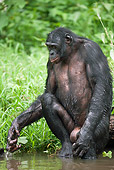 CHI 02 MH0027 01
Portrait Of Bonobo Chimpanzee Kneeling In Water To Cool Off In Rainforest
