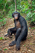 CHI 02 MH0028 01
Bonobo Chimpanzee Sitting On Ground In Rainforest