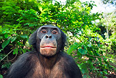 CHI 02 MH0029 01
Head Shot Of Bonobo Chimpanzee In Rainforest