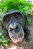 CHI 02 MH0030 01
Wide Angle Head Shot Of Bonobo Chimpanzee In Rainforest
