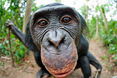 CHI 02 MH0031 01
Wide Angle Head Shot Of Bonobo Chimpanzee In Rainforest