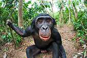 CHI 02 MH0032 01
Wide Angle Shot Of Bonobo Chimpanzee Sitting In Rainforest