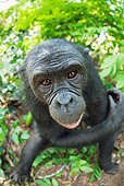 CHI 02 MH0033 01
Wide Angle Shot Of Bonobo Chimpanzee Sitting In Rainforest