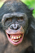 CHI 02 MH0034 01
Head Shot Of Bonobo Chimpanzee Making Fear Grin In Rainforest