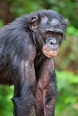 CHI 02 MH0035 01
Portrait Of Bonobo Chimpanzee Standing In Rainforest