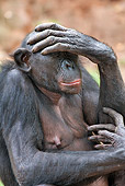 CHI 02 MH0036 01
Portrait Of Bonobo Chimpanzee Covering Face With Hand In Rainforest