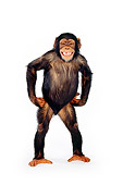 CHI 02 RK0001 10
Full Body Shot Of Eddie Standing On White Seamless