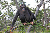 CHI 02 WF0001 01
Chimpanzee Sitting On Tree Branch