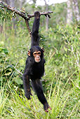 CHI 02 WF0002 01
Young Chimpanzee Hanging From Tree Branch