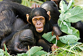 CHI 02 WF0003 01
Close-Up Of Chimpanzee Baby And Mother Playing On Jungle Floor