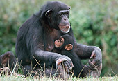 CHI 02 GR0001 01
Baby Chimpanzee Hugging Mother Sitting In Grass