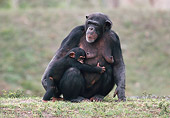 CHI 02 GR0002 01
Baby Chimpanzee Hugging Mother Sitting In Grass