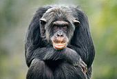 CHI 02 GR0004 01
Close-Up Of Chimpanzee Sitting Hunched Resting Chin On Arms