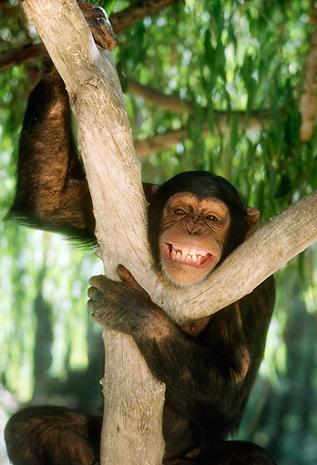 Chimpanzee In Tree