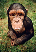 CHI 02 RC0003 01
Wide-Angle Shot Of Chimpanzee On Grass Looking Up At Camera
