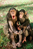 CHI 02 RC0004 01
Chimpanzee Adult And Young Sitting On Rock On Grass