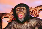 CHI 02 RK0008 02
Head Shot Of Chimpanzee With Fingers In Ears Sunset Background