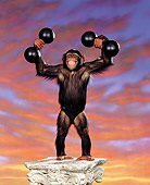 CHI 02 RK0013 02
Full Body Shot Of Riley Standing On Pedestal Lifting Up Dumbells Sunset Background