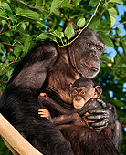 CHI 02 RK0019 12
Chimpanzee Mother And Baby Sitting In Tree