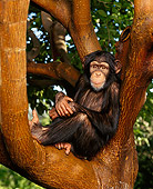 CHI 02 RK0022 05
Chimpanzee Eddie Sitting In Tree Facing Camera