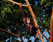 CHI 02 RK0023 04
Chimpanzee Eddie Hanging From Tree Facing Camera