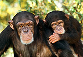 CHI 02 RK0030 15
Head Shot Of Mother And Baby Chimpanzee Leaves Background